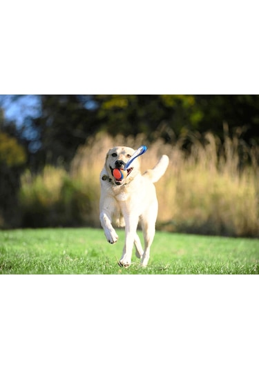 Chuckit Ultra Tug Köpek Çekiştirme Topu 6.4 CM