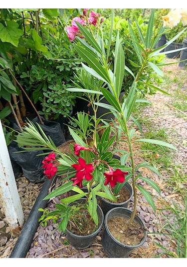 Yeşil Deniz Fidancılık Zakkum 40-90 CM