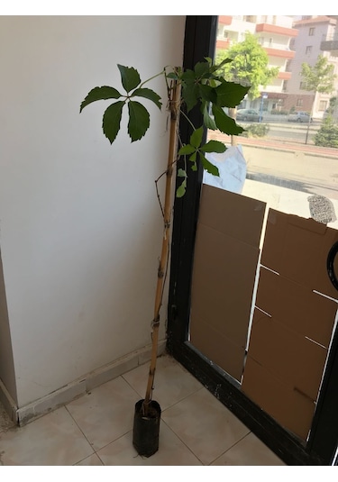 Ihlamur Fidanı Kokulu Ihlamur Fidesi