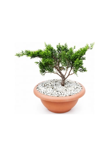 Bonsai Juniperus Ardıç 5 Yaşında