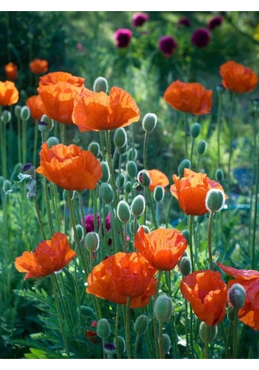 Turuncu Gelincik Çiçeği Tohumu Doğal 30 Tohum