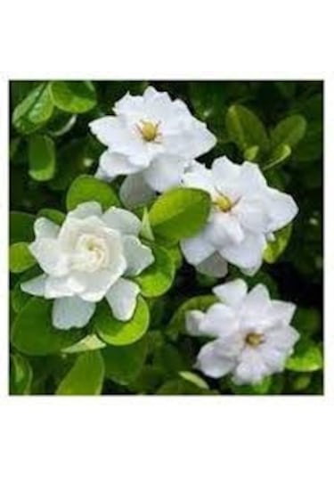 20 Adet Tohum Nadir Bulunan Beyaz Gardenya Çiçeği Tohumu Gardenya