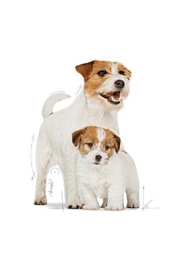 Royal Canin Mini Starter Yavru Köpek Maması 4 KG