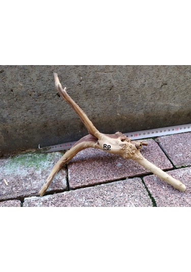 Doğal Akvaryum Dekoru Çöl Kütüğü Yati Kökü