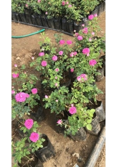 Pembe Reçellik Kokulu Gerçek Isparta Gülü Fidanı 10-20 Cm