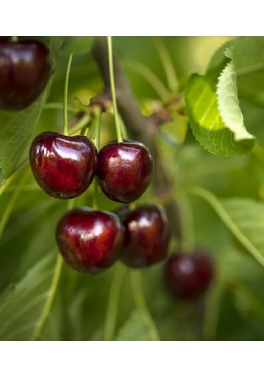 2 Adet Napolyon Kiraz Fidanı 3 Yaş