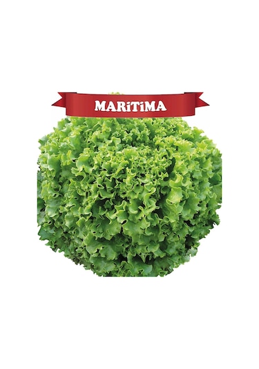 Maritima Kıvırcık Marul Tohumu Kaplı 100 Adet