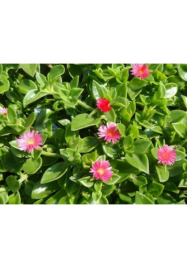 Buz Çiçeği 45 Adet - Çok Yıllık Çiçek