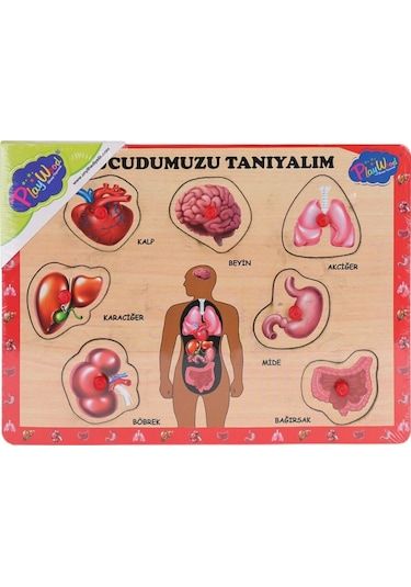 Ony-287 288 Ahşap Tutmalı Vücumuzu Tanıyalım -