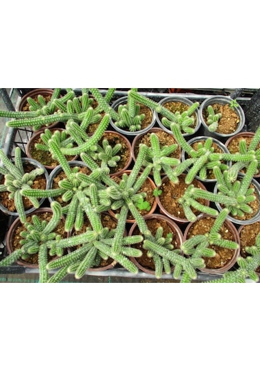 Yılan Kaktüs Chamaecereus Silvestris 10 Adet