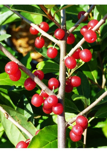 Bahçevilya Güz Yemişi Fidanı 2 Yaşında Tüplü
