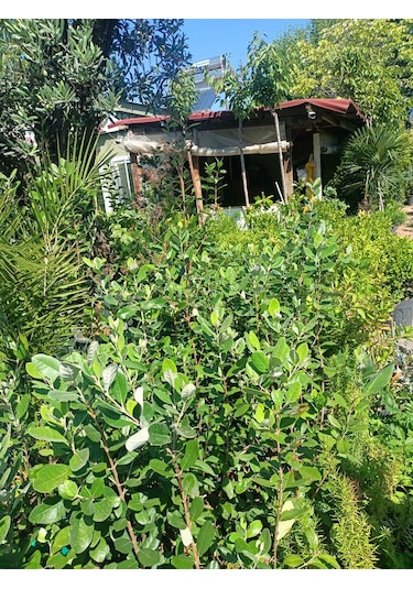 Yeşil Deniz Fidancılık Tüplü Kaymak Ağacı Fidanı 50-100 Cm