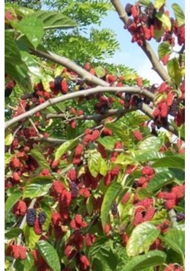 4yaş Yediveren Avustralya Dut Fidanı Tüplü Üzeri Meyveli