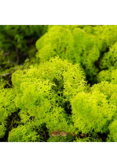 Trend Bahçe Reindeer Moss Lime Green Şoklanmış Norveç Yosunu 4 KG