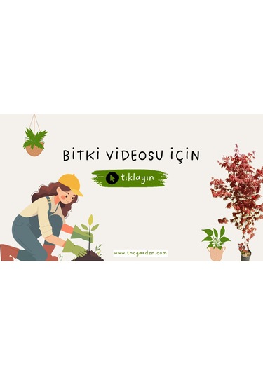 Kırmızı Mini Gül - Sevgililer Günü Ve Özel Gün Hediyesi