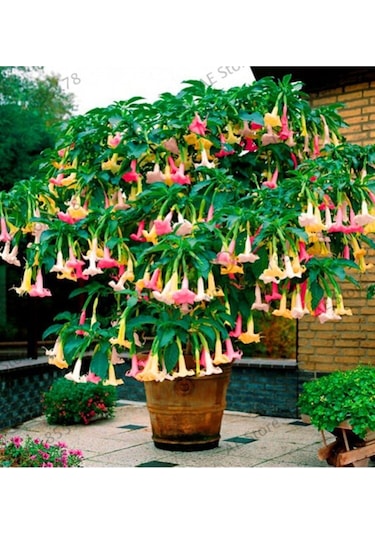 Karışık Renk Datura Tohumu 10 Adet