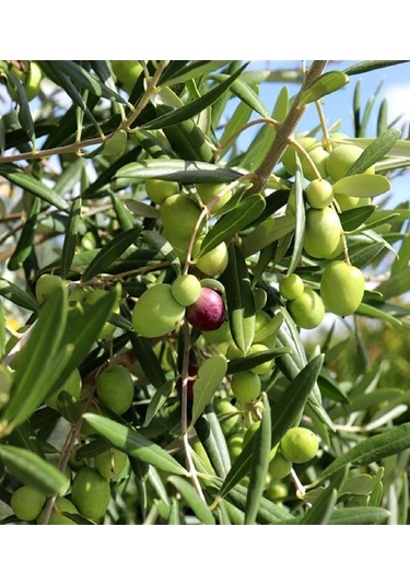 Gemlik Trilye Zeytin Fidanı 2 Yaş