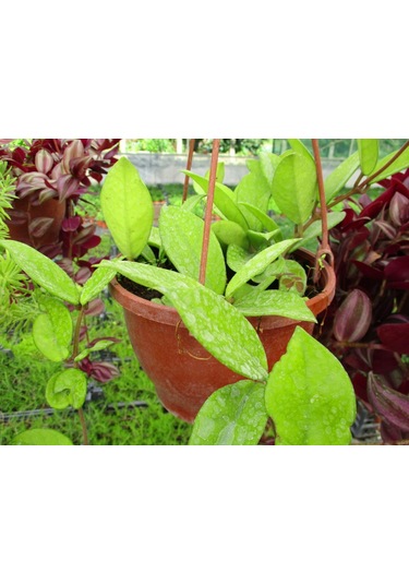 Mum Çiçeği Askılı Saksıda 2 Adet - Hoya Carnosa