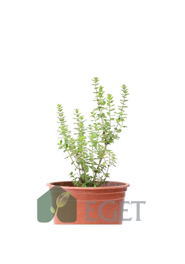 Eget İzmir Bilyalı Kekik Origanum Onites