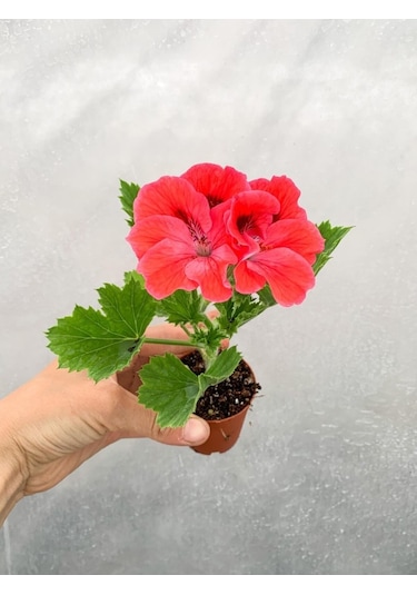 Saksılı Ceylan Gözü Canlı Çiçek 1 Adet 10-20 Cm