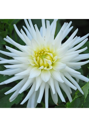 Dev Çiçekli My Love Dahlia Yıldız Yumrusu 1 Adet