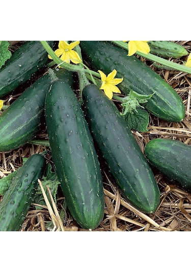 10+ Az Alanda Yüksek Mahsul Salatalık Tohumu N112017