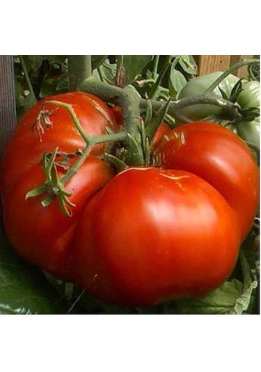 50 Adet İthal Dev Hollanda Domates Tohumu + Sebze Tohumu