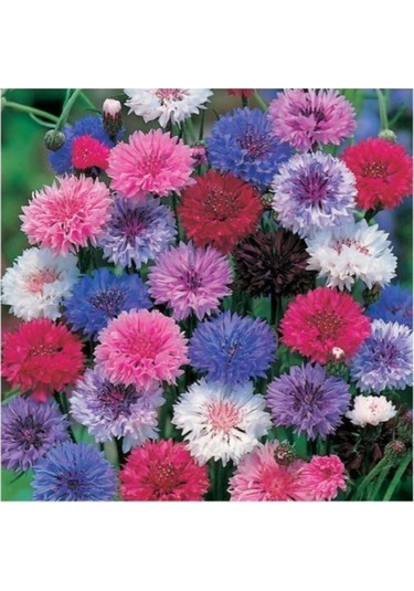 Kontur Çiçeği Tohumu Çiçek Tohumu 10 Adet Tohum