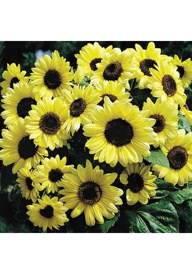 10+ Adet Sevgililer Günü Limon Rengi Ayçiçek Tohumu