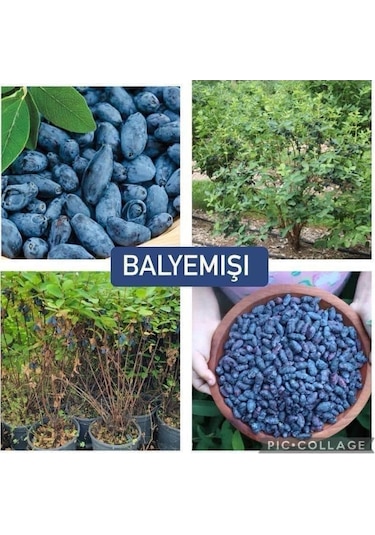Bal Yemişi Fidanı 2 Adet