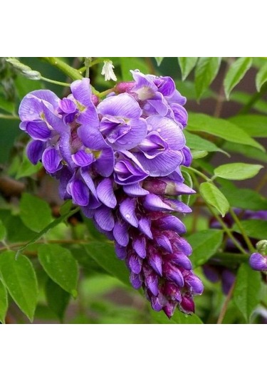 Mor Salkım Fidanı 2 yaş