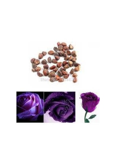 20 Adet Tohum Nadir Bulunan Mor Gül Tohumu Saksı Toprak