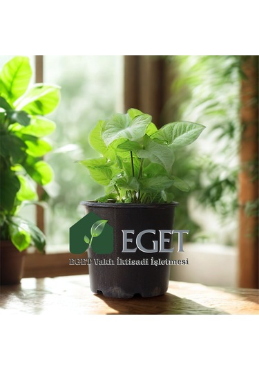Melek Kanadı Çiçeği Syngonium Podophyllum - 3 Lt Saksıda