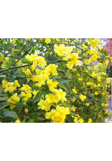 Sarı Arap Yasemin Fidanı Saksılı 1-2 Yaş Arası