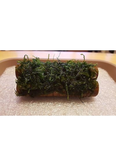 Moss Kamışa Tutturulmuş Karides Yuvası Ve Üretim Kamışı
