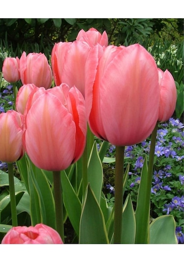 Pembe Lale Soğanı 5 Adet