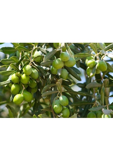 Sistemik Sıvı Bakır Plant-Cu 5 KG