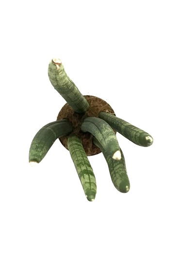 Sansevieria Cylindrica (Paşa Kılıcı)  Ø8,5 CM Y15-20 CM