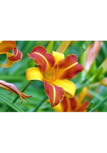 Iki Renk Sarı Gül Kurusu Zambak Lilyum Soganı 2 Adet