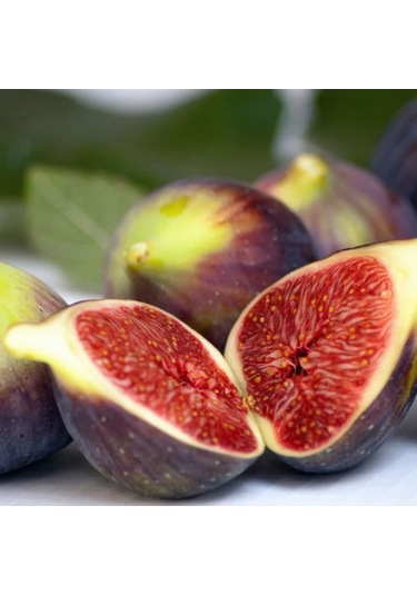 İncir Fidanı Kolay Yetiştirilen Ve Sağlıklı Meyve 1-2 Yaş Saksı