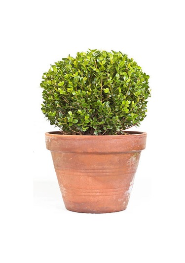 Peyzaj Bitkisi Şimşir Çalısı Buxus