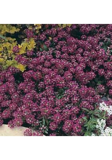 Alyssum Bordo ÇiçekliKokulu Çiçekler500+ Tohum N113796