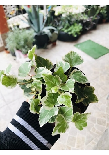 Hedera Helix Sarmaşık