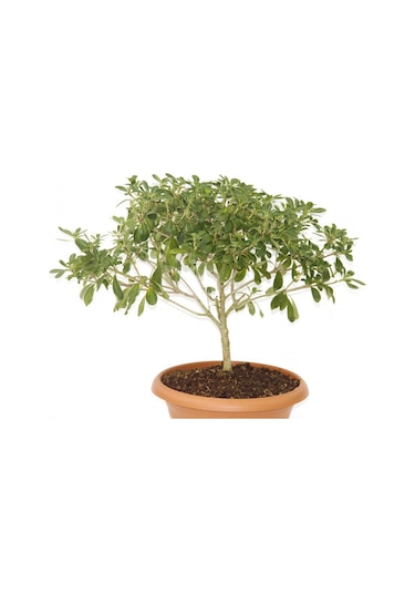 Bonsai Yıldız Çalısı Pitosporum Ev / Ofis Bitkisi