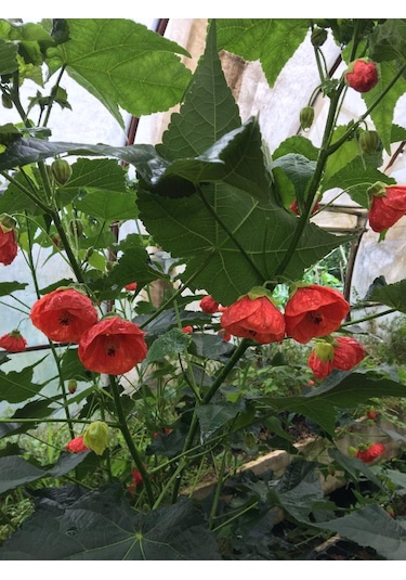 Japon Gülü chinese Rose /hardy Hibiscus Tüplü.