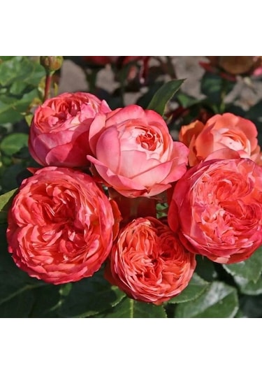 Tüplü Çok Goncalı Soğuklara Dayanıklı Kokulu Pompeji Yediveren Gül Fidanı