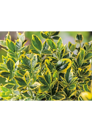 Fidaan Peyzaj - Gold Taflan (2 Yaş / 3'lü Dikim/ Euonymus japonic