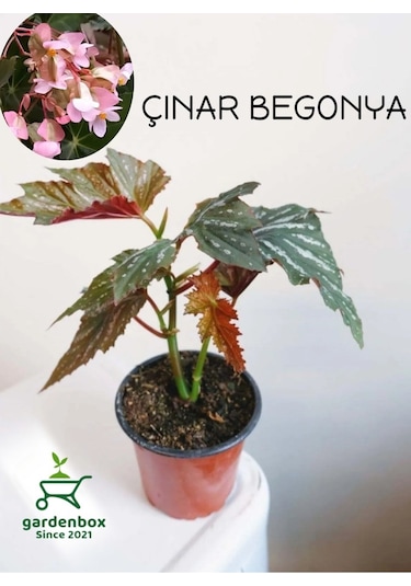 Çınar Yapraklı Çilli Begonya Çiçeği 1 Adet Saksılı 20-40cm