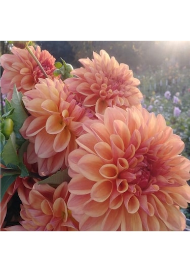 Büyük Çiçekli Go Go Peach Yıldız Dahlia Çiçeği Soğanı Yumrusu 1 Adet