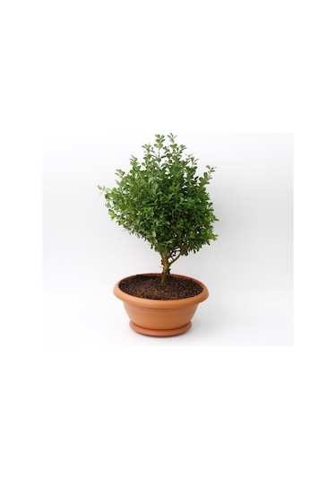 Bonsai Şimşir Fidanı Ev / Ofis Bitkisi - 2 Adet